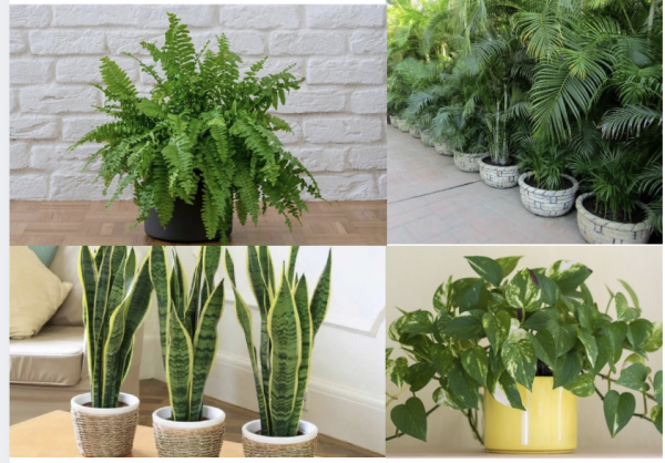 Estas son las mejores plantas para mitigar el calor dentro de una casa: son fáciles de cuidar y ocupan poco espacio
